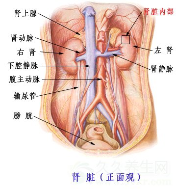 医生常用的解剖学、内外科口诀