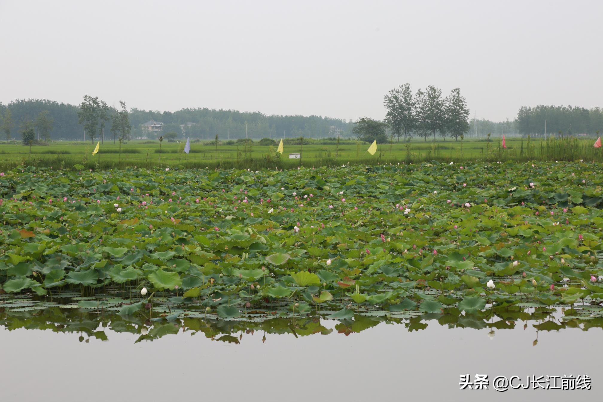 淮滨谷堆杨湾最新消息,淮滨谷堆杨湾风景