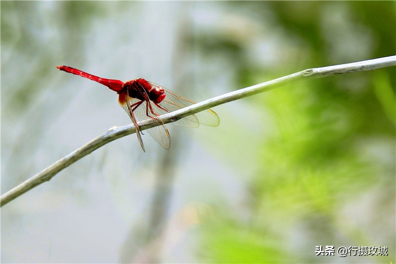 平阴县毛铺八里沟,平阴安城毛铺水库