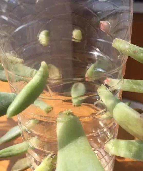 用塑料瓶做养花神器的喷壶怎么做,塑料瓶养花神器