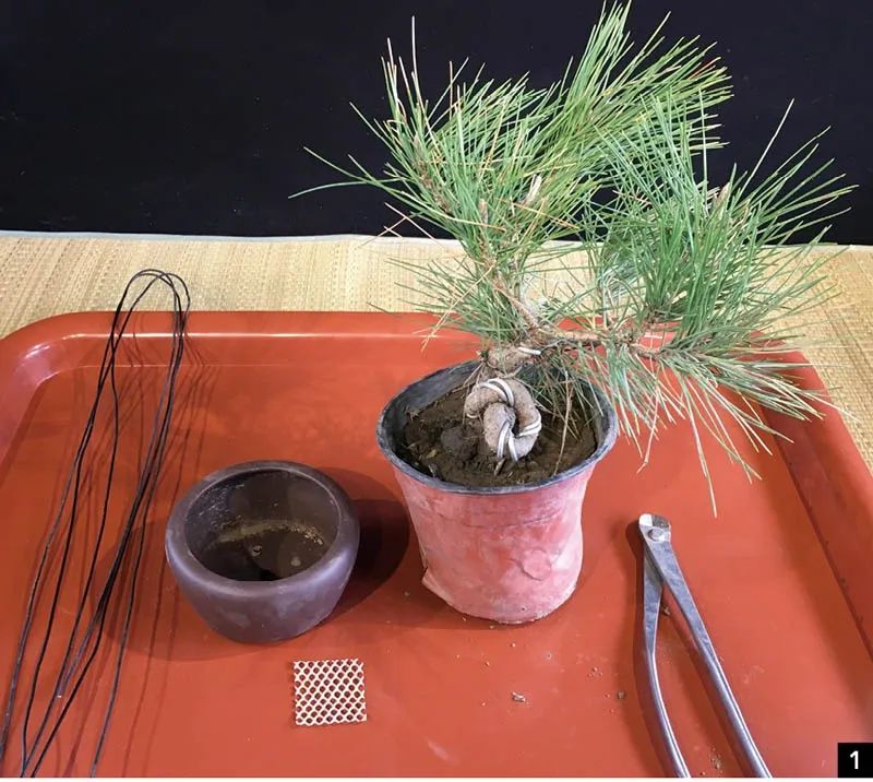 黑松苗临水式造型 (临水黑松苗)