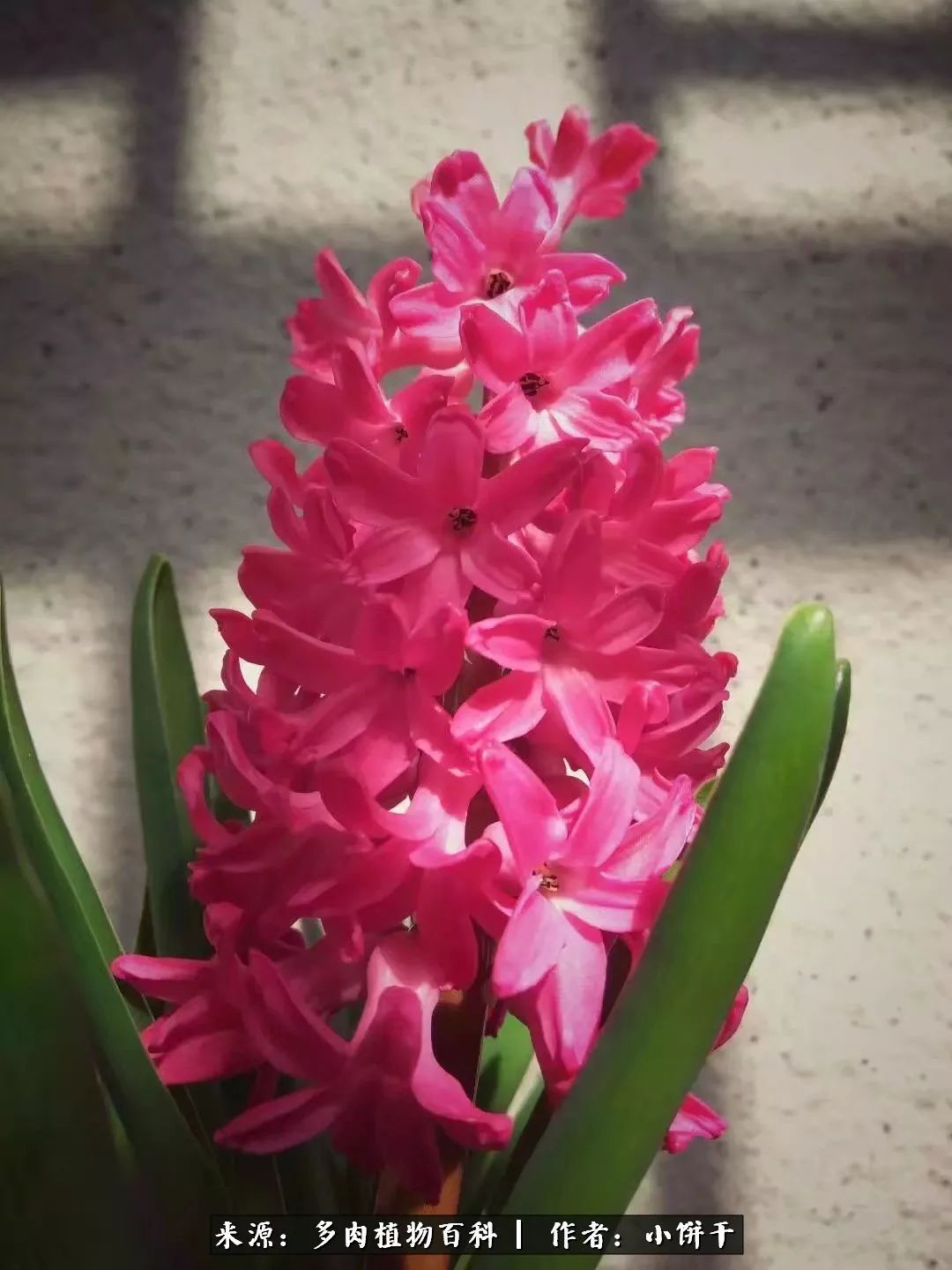 无肉不欢的肉瘾少女，日日沉迷于美色无法自拔！