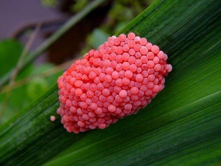 这种螺千万别吃,什么螺吃了会头晕