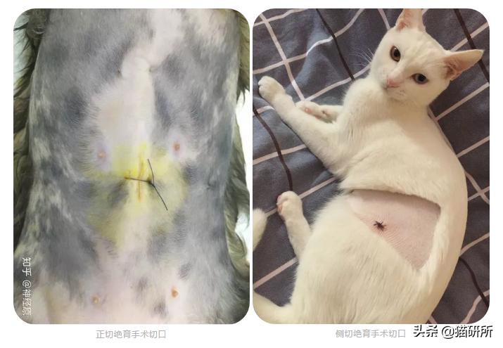 猫咪绝育正切好还是侧切好,猫咪绝育手术局麻好还是全麻好