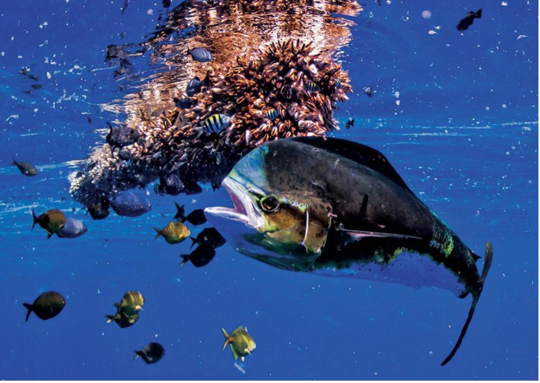 凡学大师｜鲯鳅：美是我最不值一提的优点