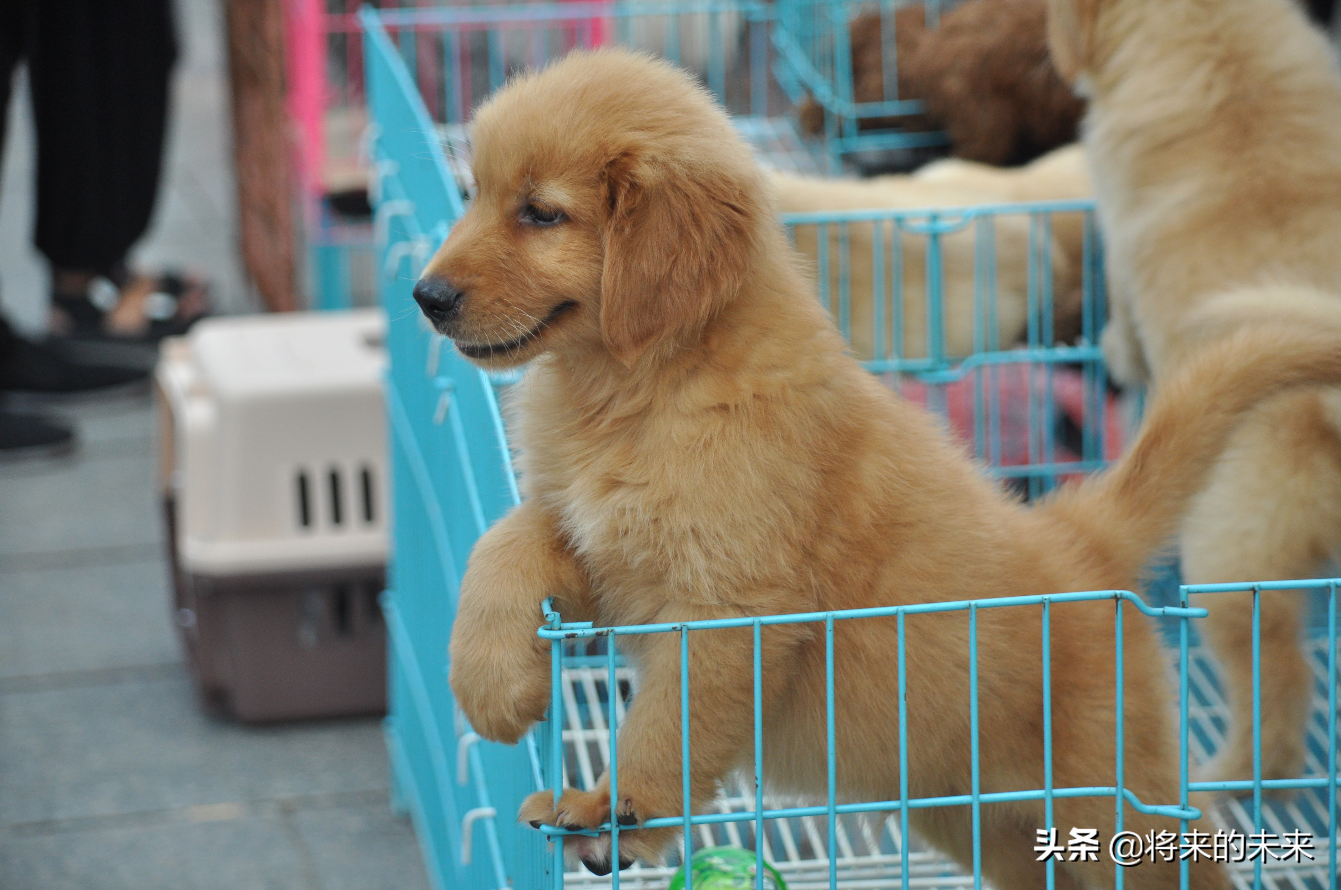 宠物市场买到假狗,去宠物市场淘狗多少钱