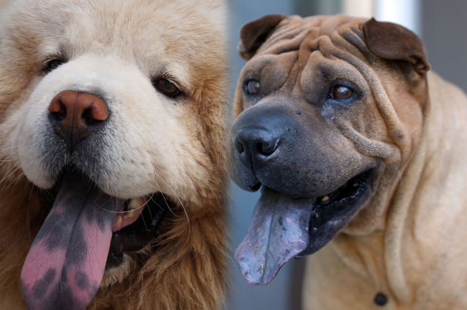 养狗多年,你还不知道这12个狗狗冷知识,就out了