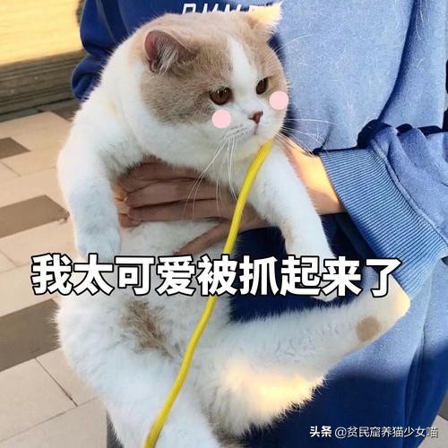 猫应该怎么抱才不会跑也不会咬人,你抱猫咪的方法正确吗