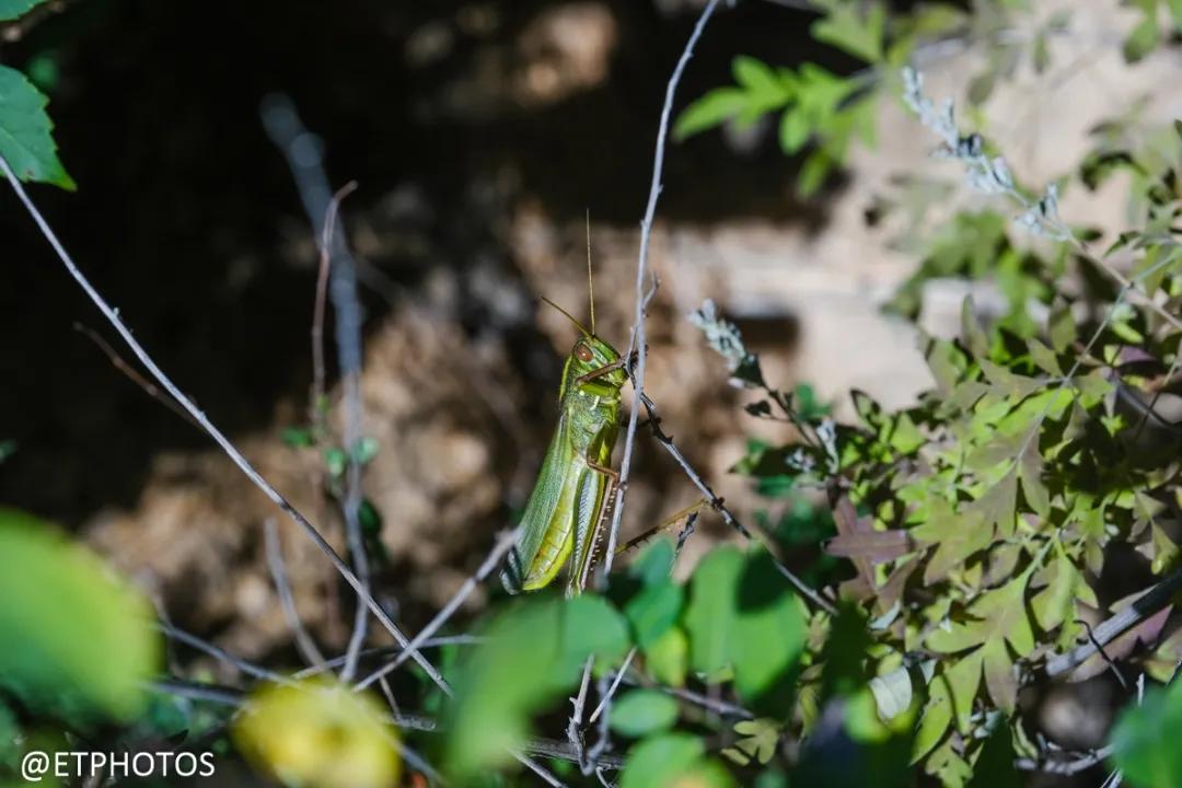 万元左右相机是选单反还是微单,万元以内适合拍妹子的微单