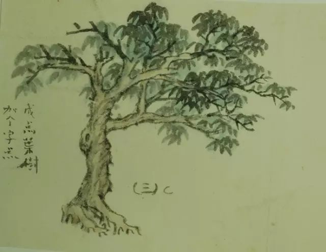 树的基本画法视频,树的素描画法