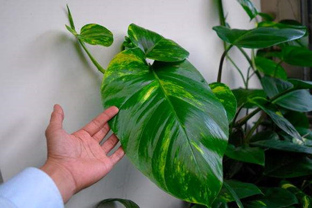 大叶绿萝养殖方法和技巧,大叶绿萝怎么养才能更旺盛小妙招