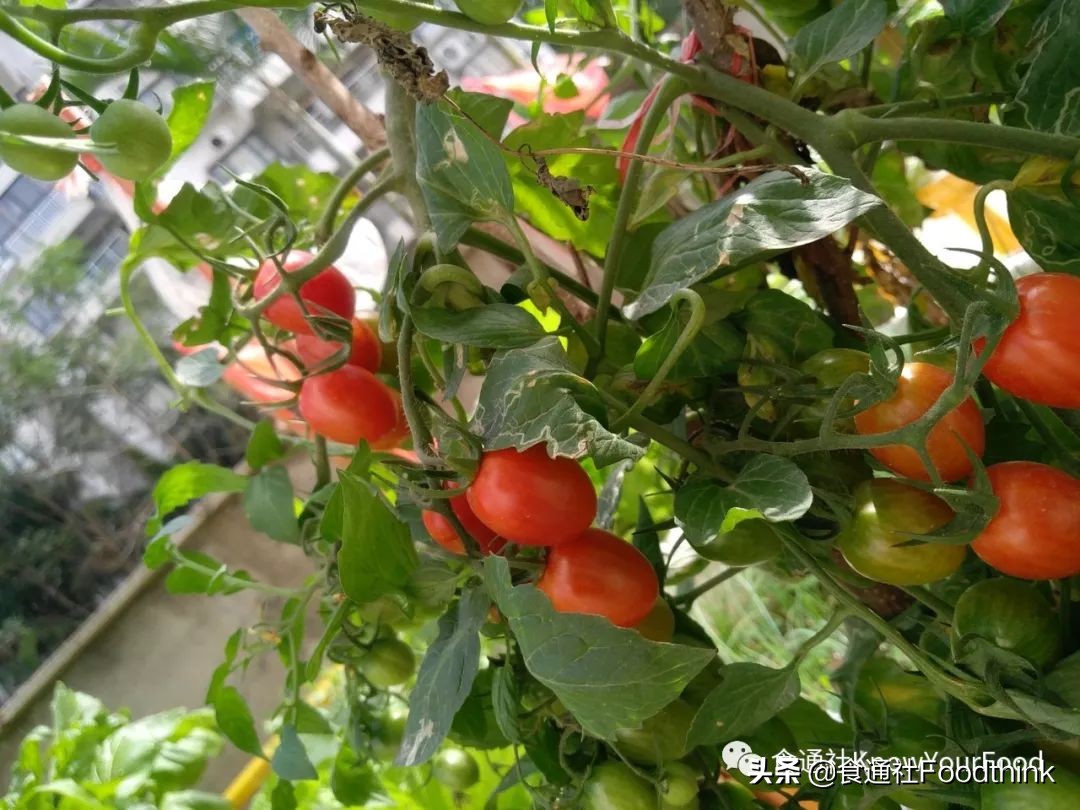 想在自家楼顶种菜,想在阳台种菜用什么花盆好