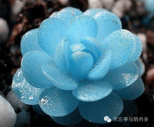 多肉月影系有哪些品种,月影系多肉品种大全