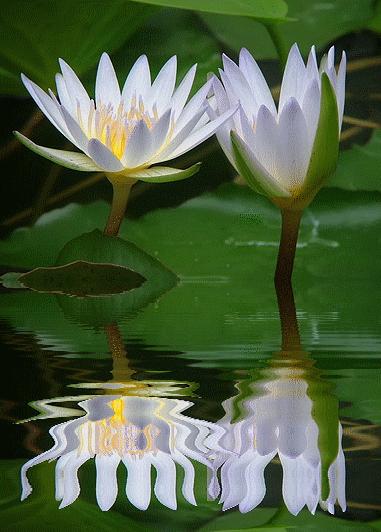 神秘的水中花,趣味神奇的水中花