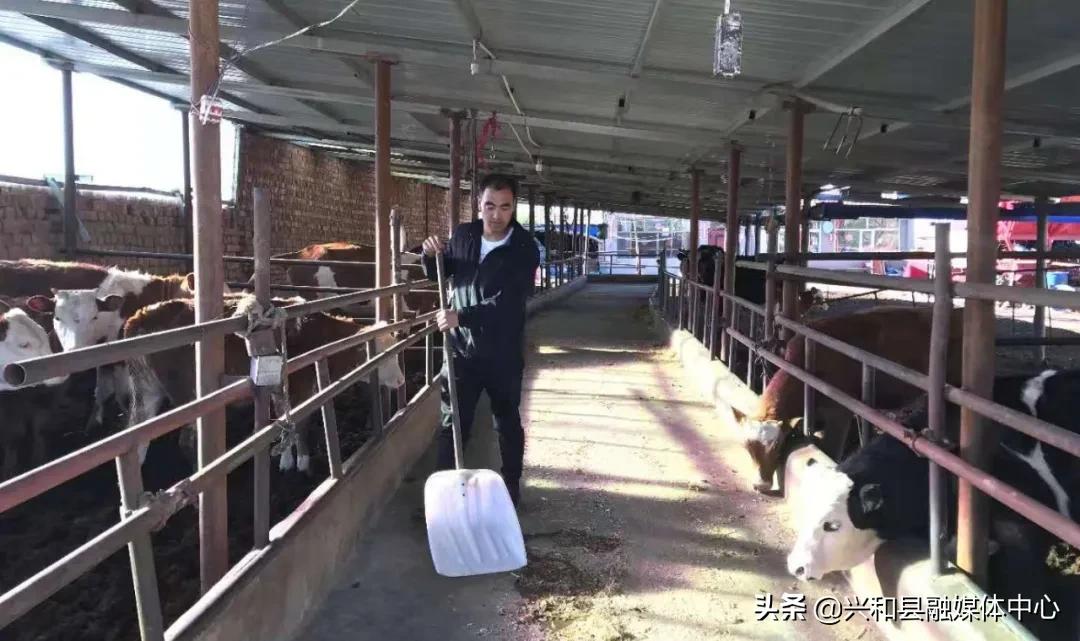 「走在小康路上」青年李学文返乡创业养牛过上“牛”日子
