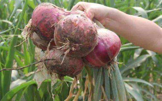 洋葱病虫害有哪些防治相当重要知道方法可以提前预防