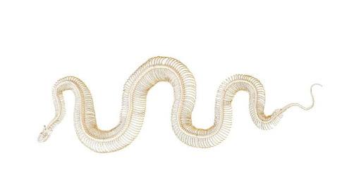 大蟒蛇正面突袭结果吓得一身冷汗,遭遇大蟒蛇如何脱险