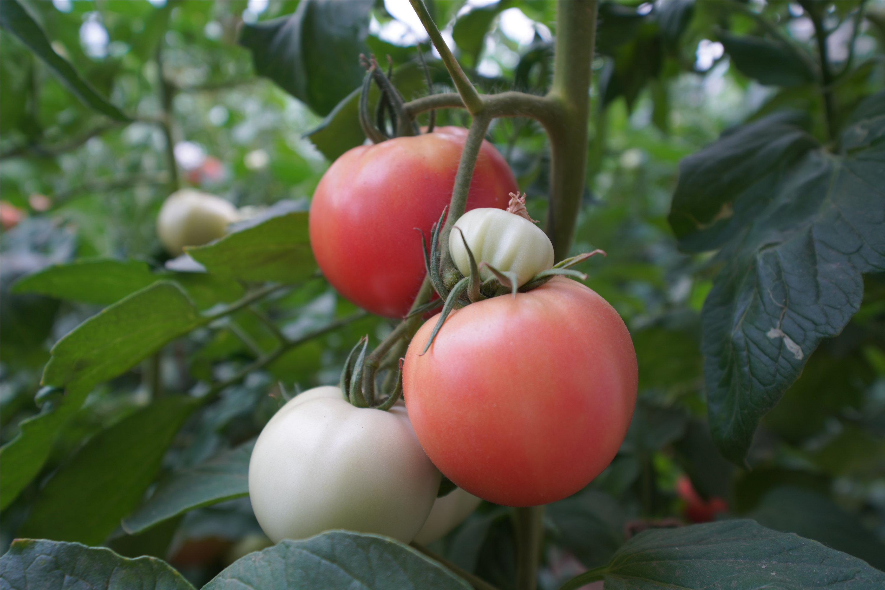 扎啤免费喝，狂欢100天仅需198元，慧灯庄园喊你盛夏尽情嗨