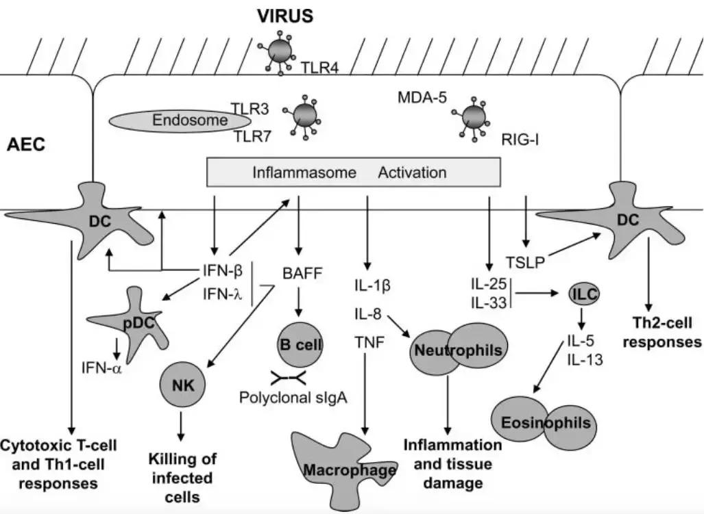 免疫正常成年CAP患者，非流感与流感病毒性肺炎病情严重程度相似