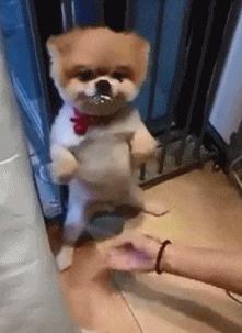 搞笑斑马线段子,搞笑斑马线不礼让行人