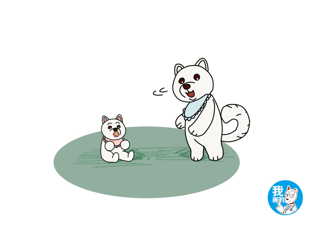 白色柴犬买贵了,白色的柴犬不属于合格的柴犬