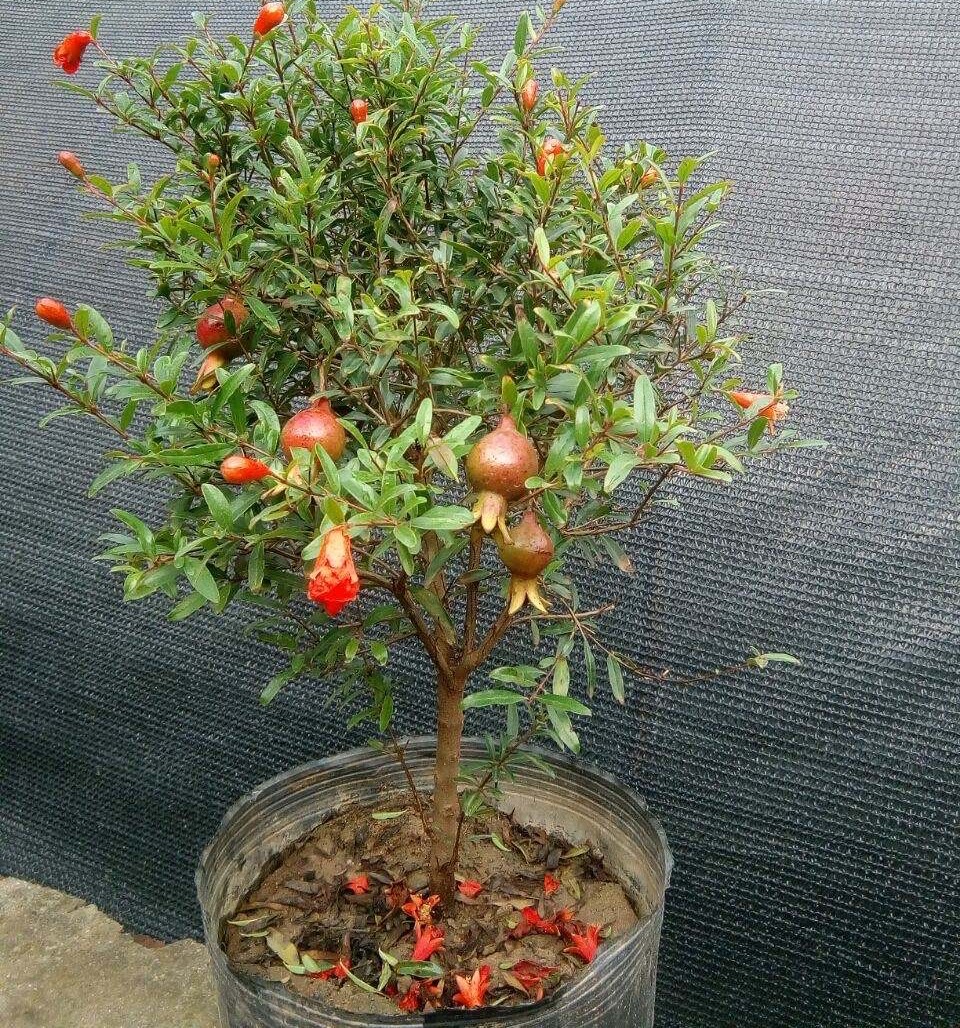 石榴盆栽怎么养才能开花,石榴盆栽怎么养