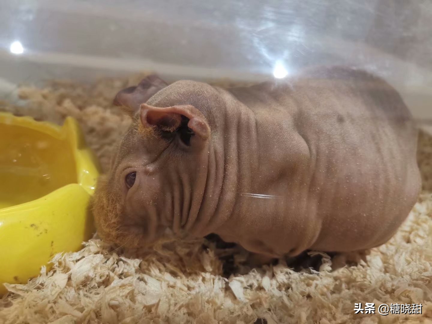 龙猫土拨鼠蜜袋鼯,龙猫真是太可爱了心都要被萌化了