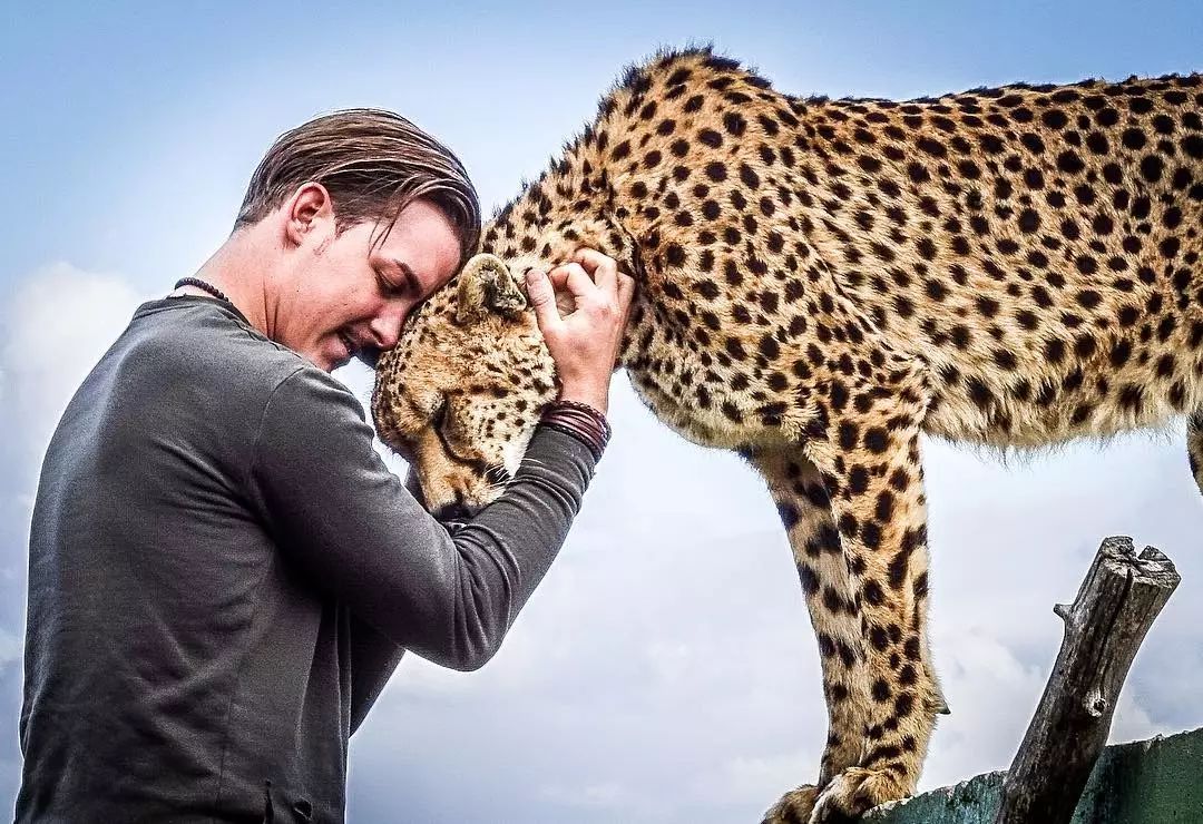 放弃百万年薪，去非洲撸猫？长腿版小李子引63w人舔屏：看我看我