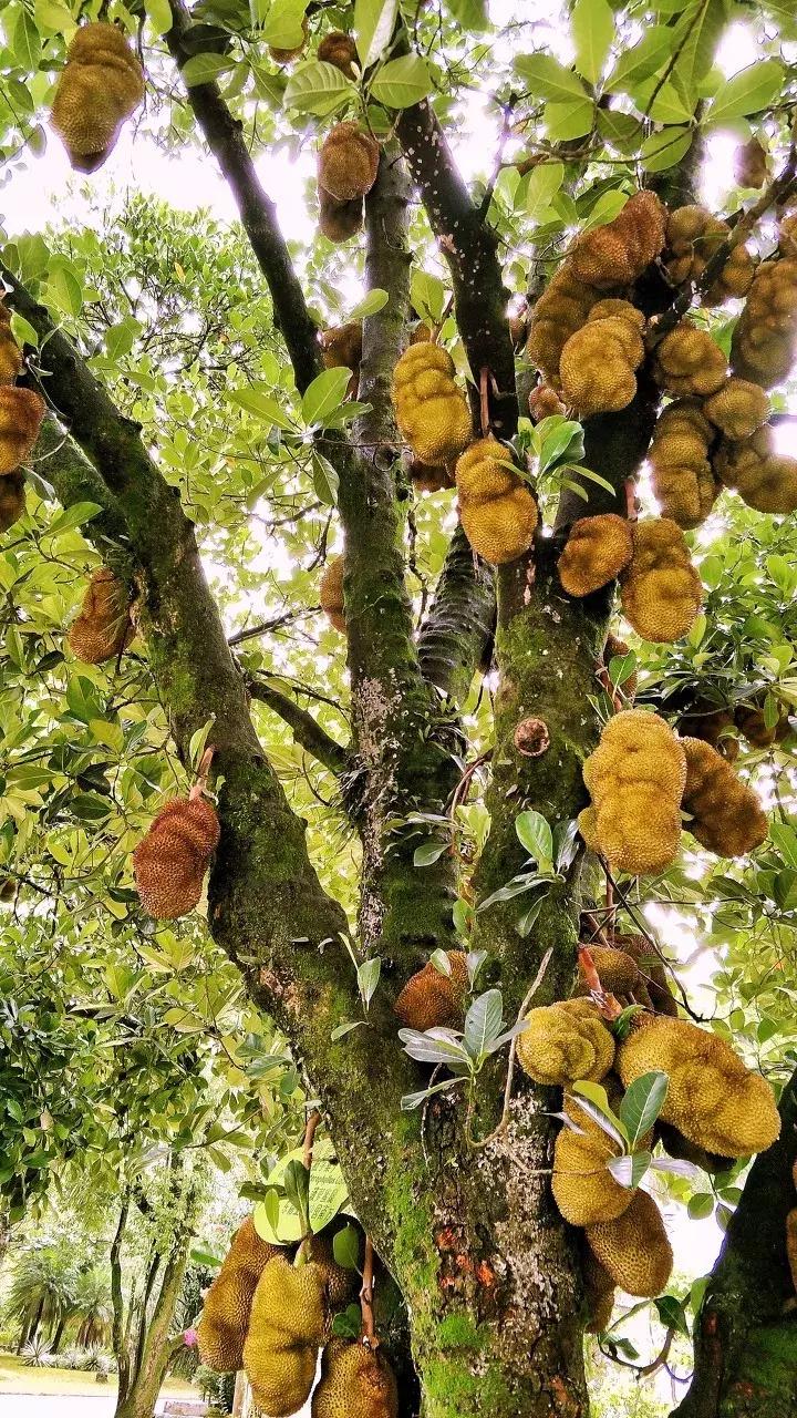 云南中越边境小城,云南新兴网红城市