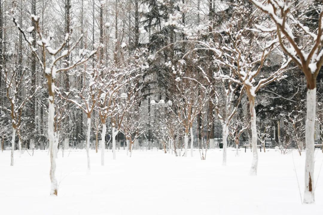 内工大初雪,大工山雪景