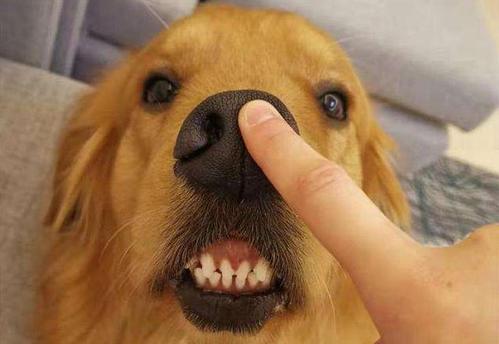 金毛犬究竟有哪些特征,正宗金毛犬有什么特征