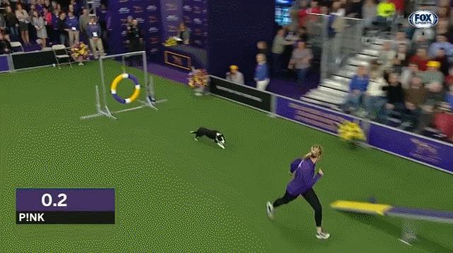 边牧狗和泰迪外观有什么区别,最聪明的边牧狗狗视频