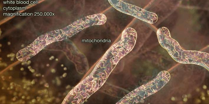 胰岛素是如何导致糖尿病的,胰岛素增多为什么会导致糖尿病