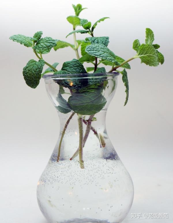 薄荷盆栽水养,薄荷水培和土养哪个容易存活