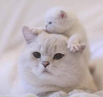 三个月的小猫吃什么？给你小猫最营养的喂养方式~