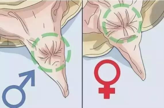 乌龟是怎么繁殖和养育后代的,刚破壳的小乌龟怎样分雌雄