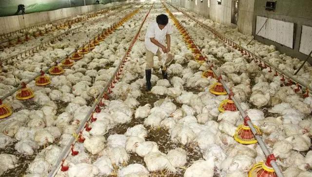 鸡的腺病毒是什么原因造成的,这样做,能有效防治