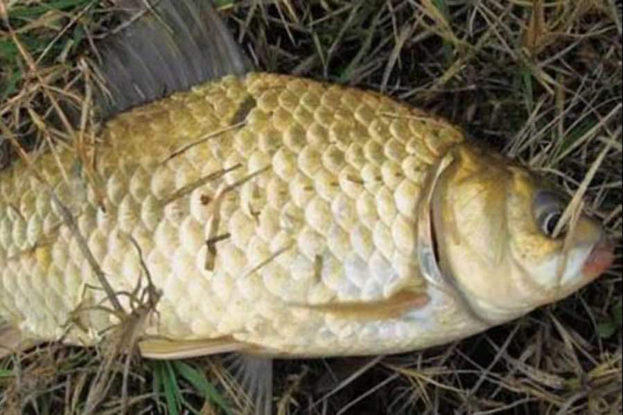 小鱼太多钓不上来一直空竿,为什么夏季钓不到板鲫