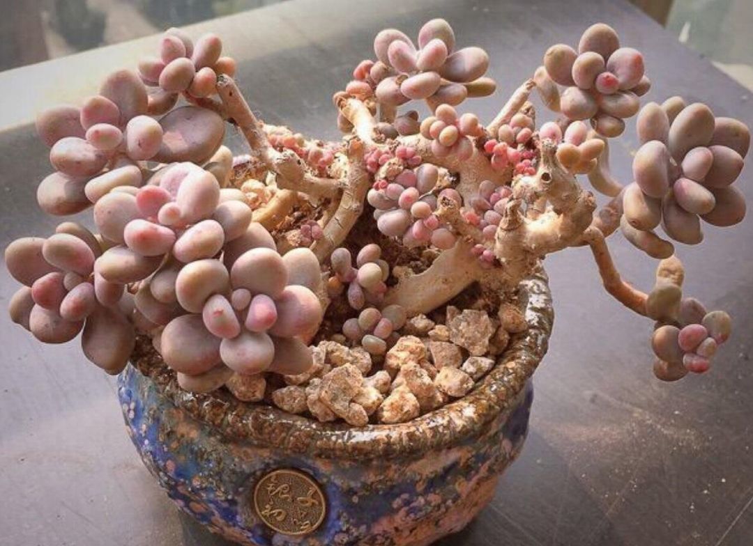 夏季桃蛋如何度夏,多肉桃蛋徒长了怎么办