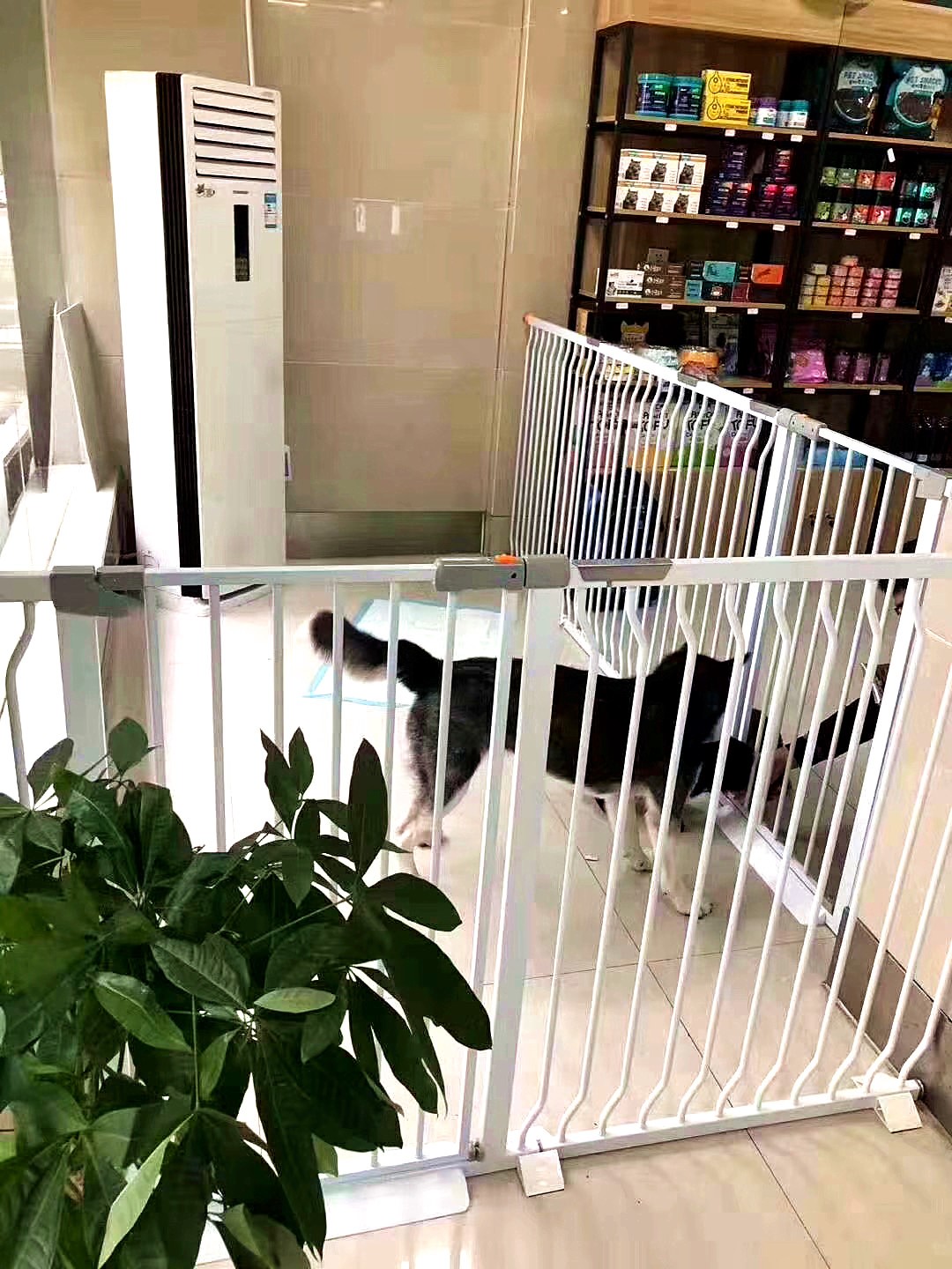 汉阳宠物店加盟收费多少,青山宠物店加盟哪家好啊