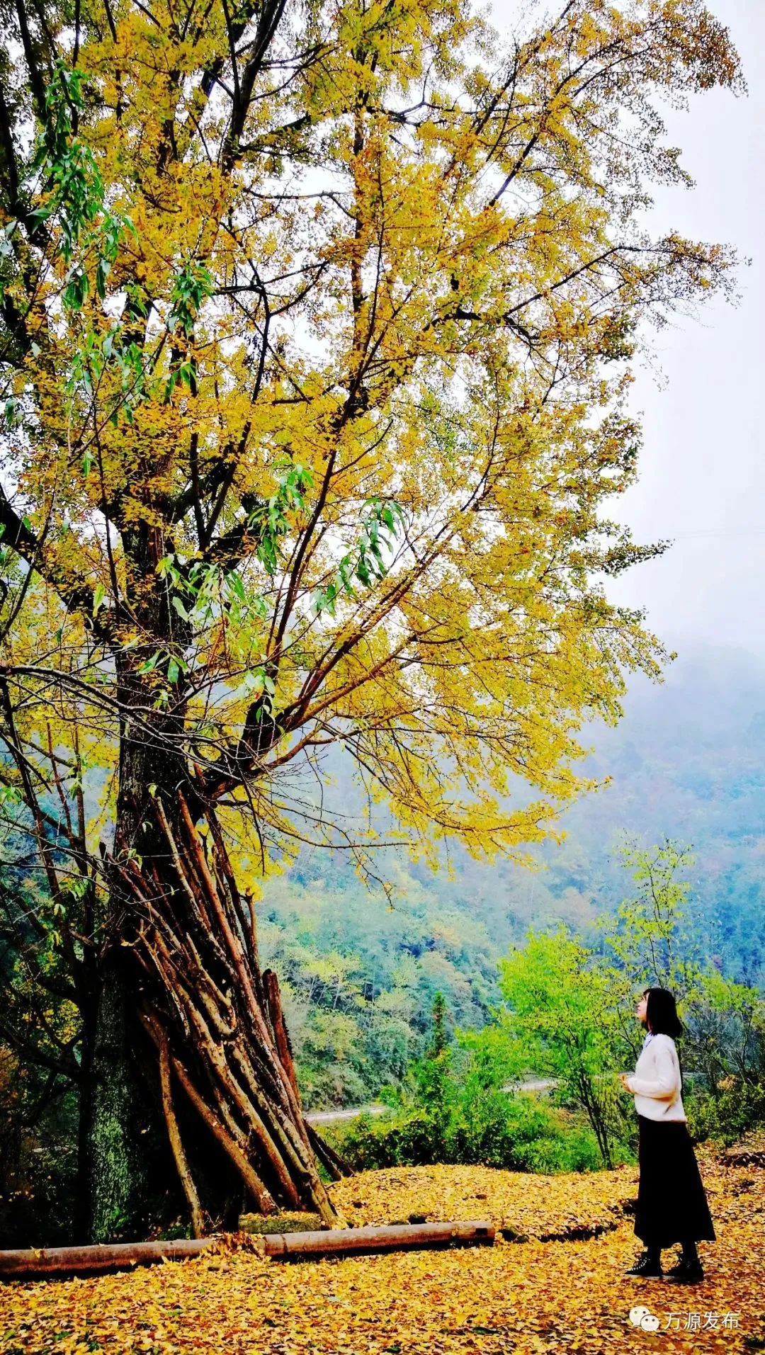 看万山红遍层林,看漫山红遍层林尽染国画
