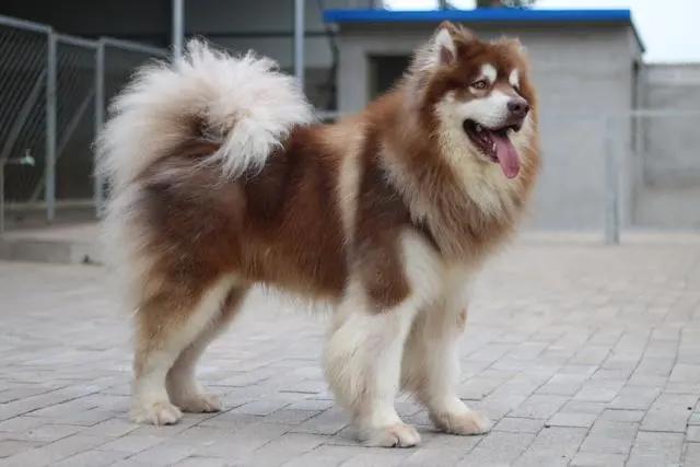 怎么挑长毛阿拉斯加,长毛阿拉斯加