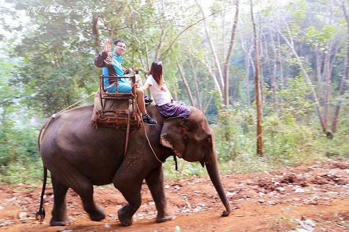 被判死刑的大象玛丽,大象为什么会被人绞死