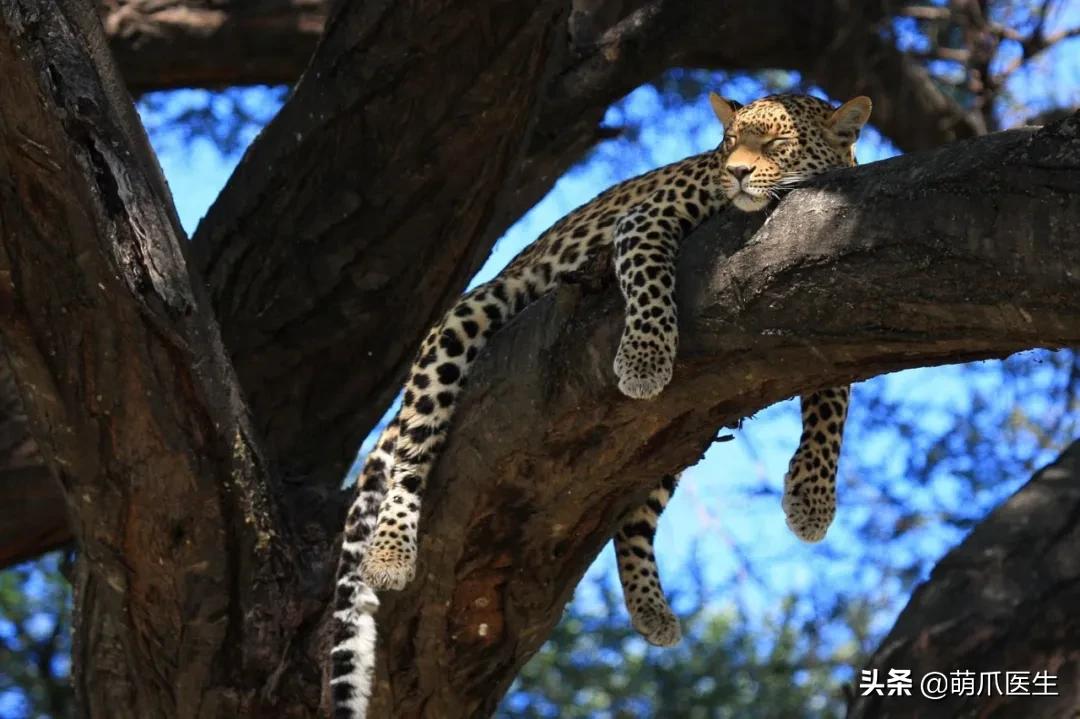 猫睡相太丑,因为猫样子丑所以被遗弃