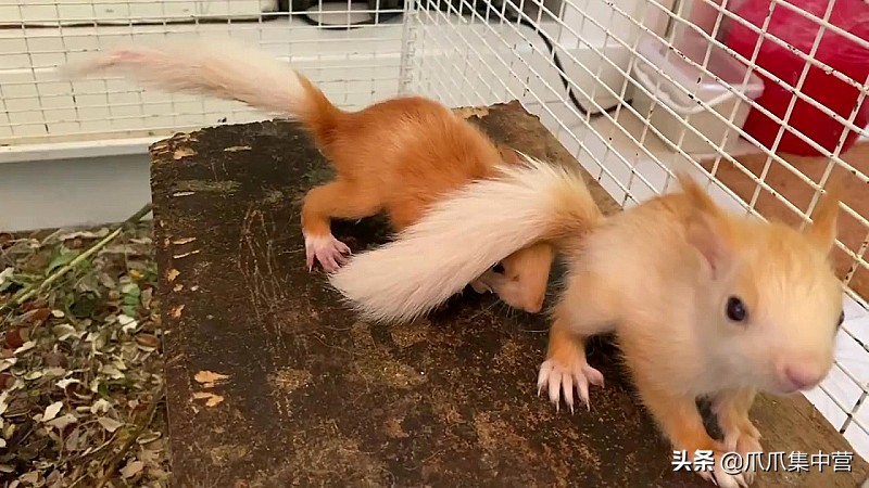 宠物松鼠当妈妈了，好心帮它清理小窝，它却把松鼠宝宝扔了？