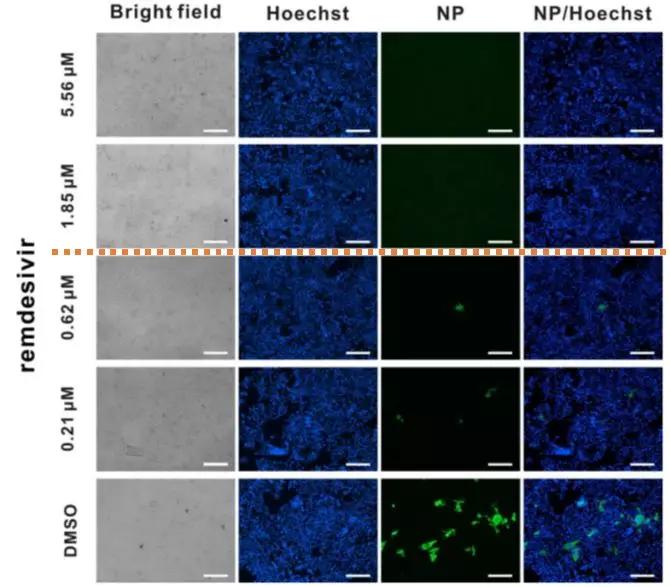 吉利德最新疫情报告,吉利德最新疫情报告发布