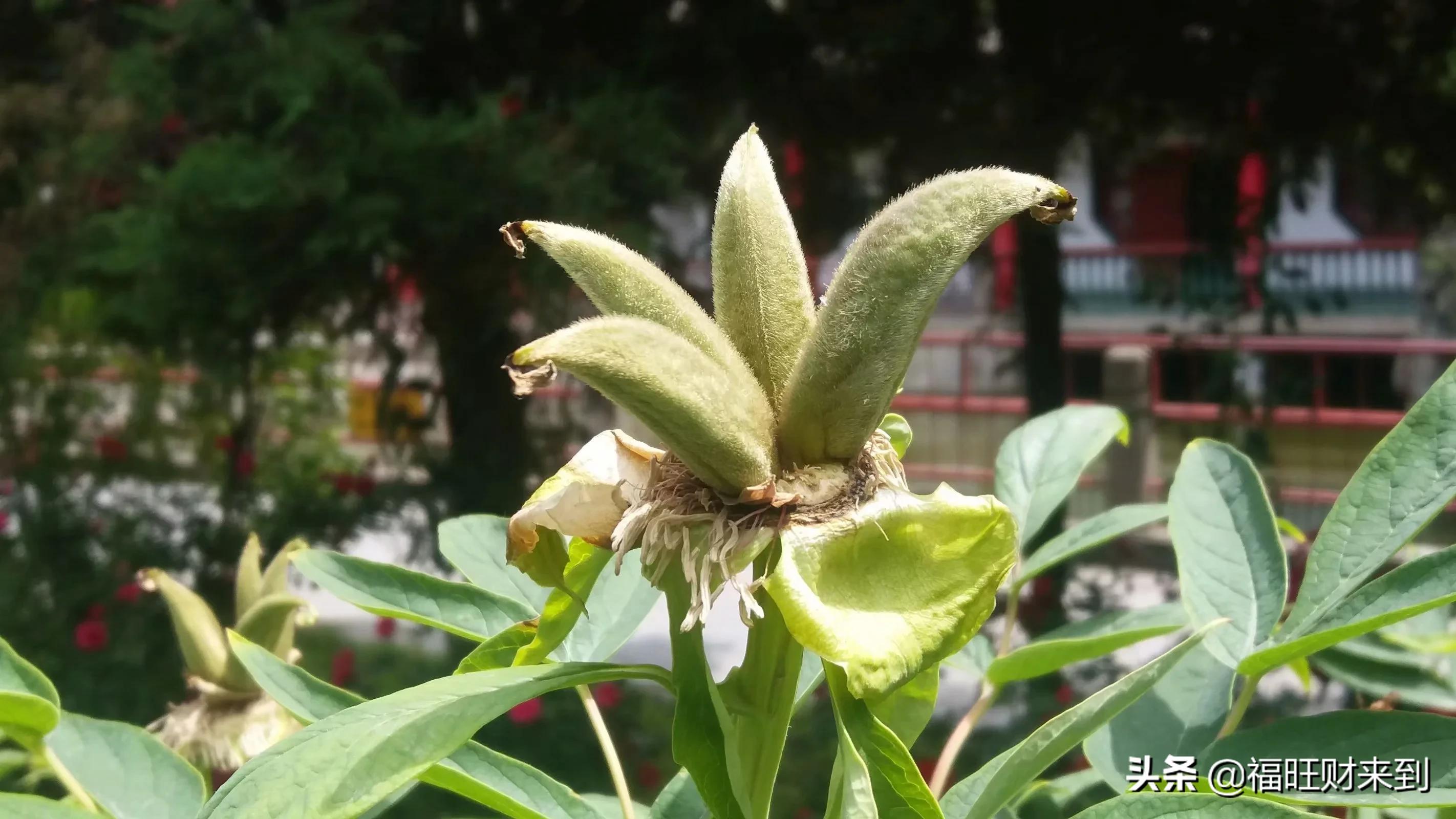 6月5号芒种,2018年6月6日芒种