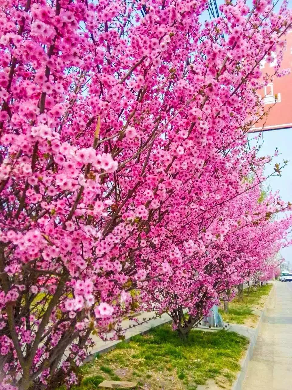 女神节相约美丽,女神节相约一起踏青赏花