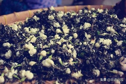 福州茉莉花茶窨制时间多久,福州茉莉花茶多少度水合适