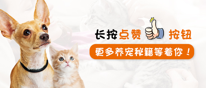 猫咪软便但是能吃能喝怎么办,猫咪为什么会软便